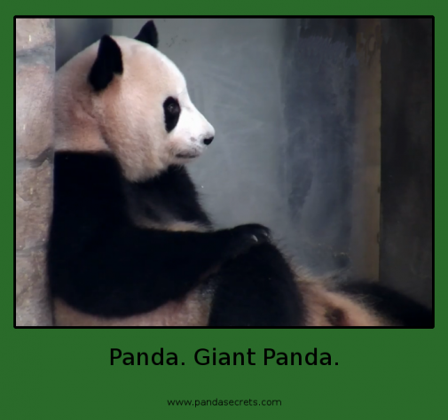 Som Panda. Chlpatá Panda.