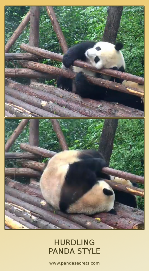 Panda kaskadér