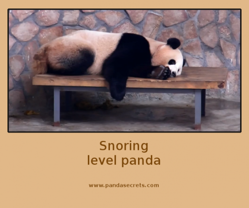 Chrápanie level panda